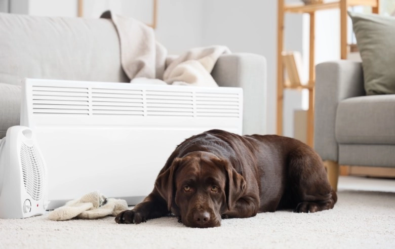 Cyrkulator, wentylator czy klimator? Jakie urządzenie wybrać na letnie upały