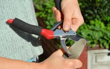 Jak ostrzyć sekator? Porady dla uzyskania precyzyjnych cięć w ogrodzie