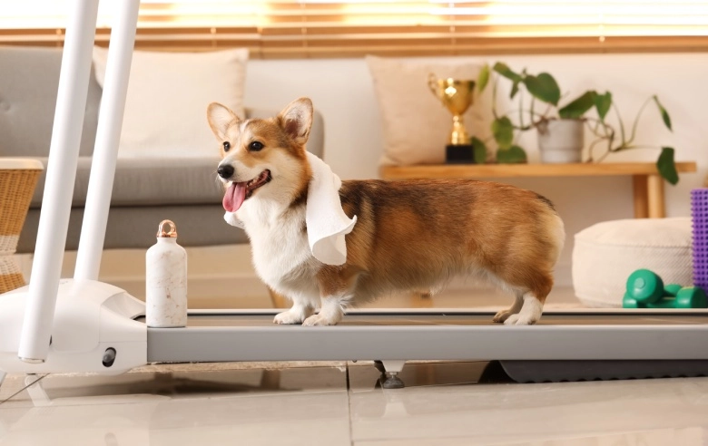 Najlepsze bieżnie domowe – ranking 2025