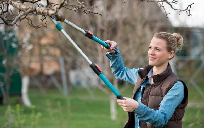 Przycinanie drzew owocowych – kiedy, jak i czym przycinać?