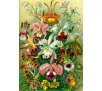 Puzzle Good Loot Ernst Haeckel Orchidea / Orchid Imagination Puzzle 1000 elementów