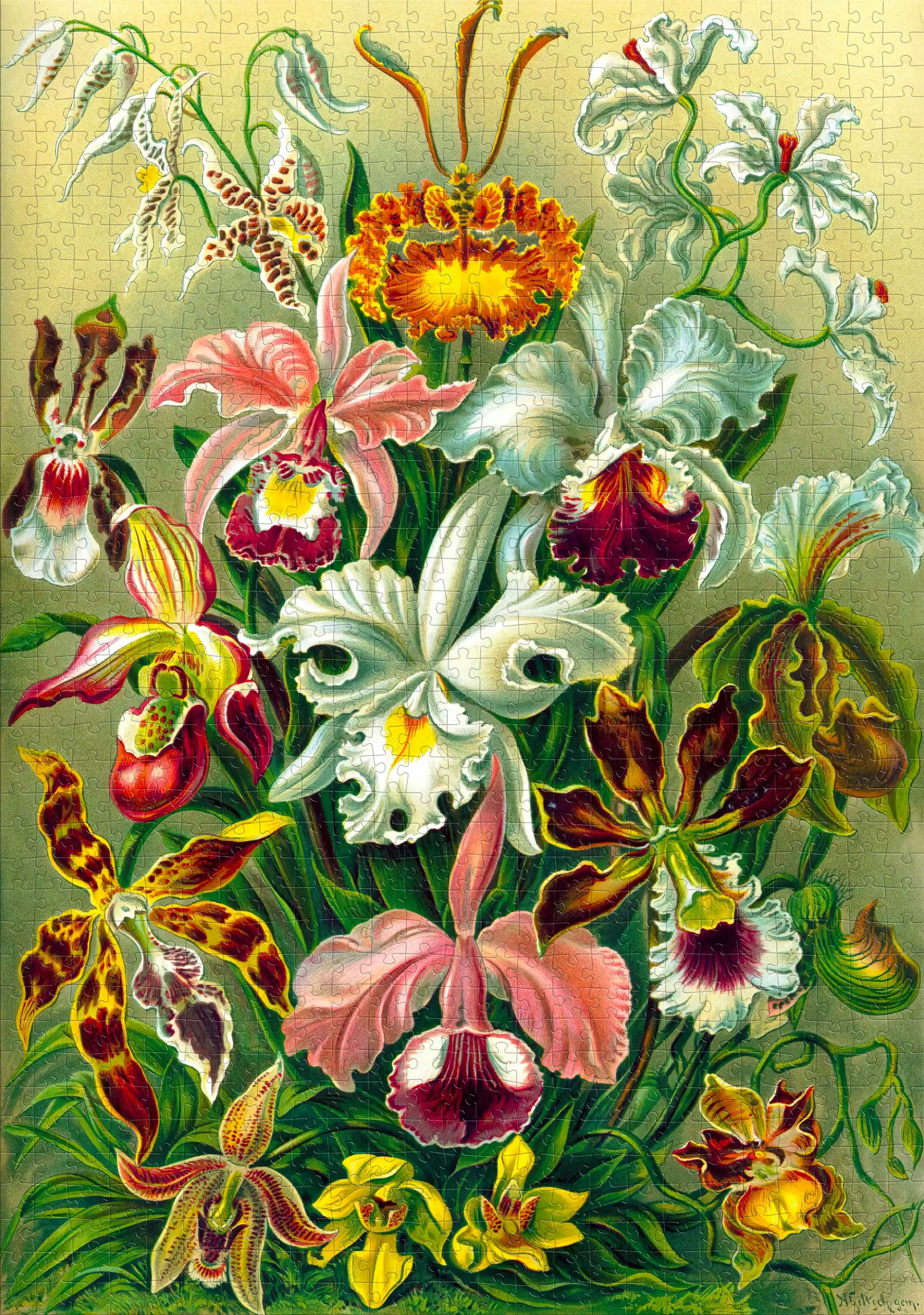 Puzzle Good Loot Ernst Haeckel Orchidea / Orchid Imagination Puzzle 1000 elementów