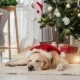 Pomysły na prezent dla psa na święta