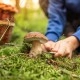 Jak suszyć grzyby w piekarniku &ndash; krok po kroku