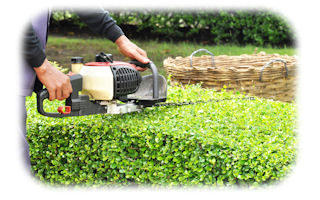 Wybierz nożyce elektryczne