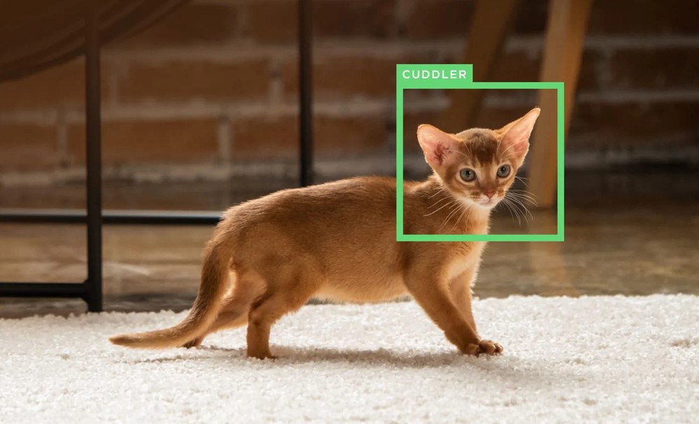PETCUBE BITES 2 LITE INTERACTIVE WIFI PET MONITORING CAMERA