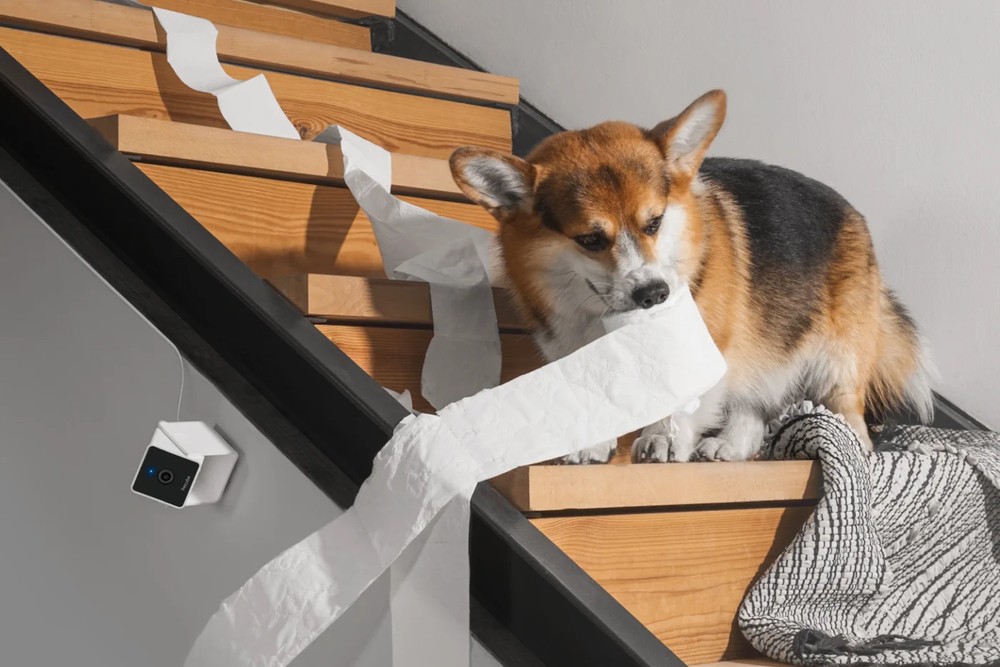 PETCUBE CAM INDOOR WI-FI PET AND SECURITY CAMERA