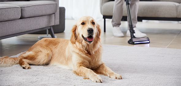 Великий собака лежить на килимі. На задньому плані людина пилососить підлогу пилососом Tefal X-Force Flex.