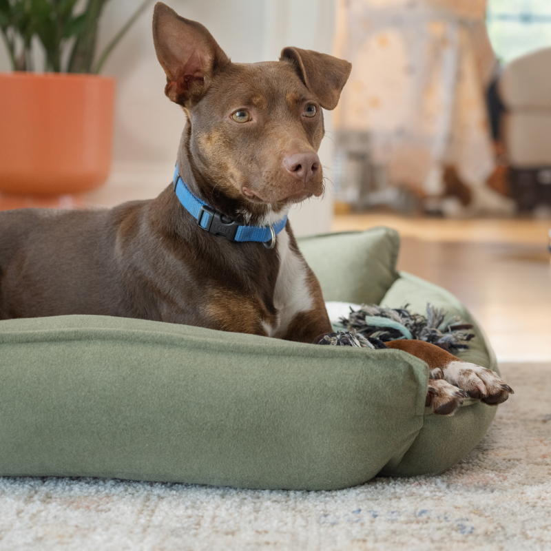 Спеціально розроблений для будинків з домашніми тваринами