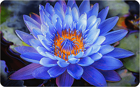 TV S Mini 55 cali 2025