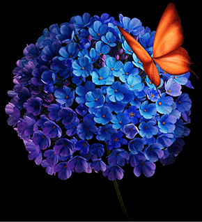 TV S Mini 55 cali 2025