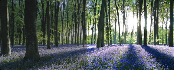 TV S Mini 55 cali 2025